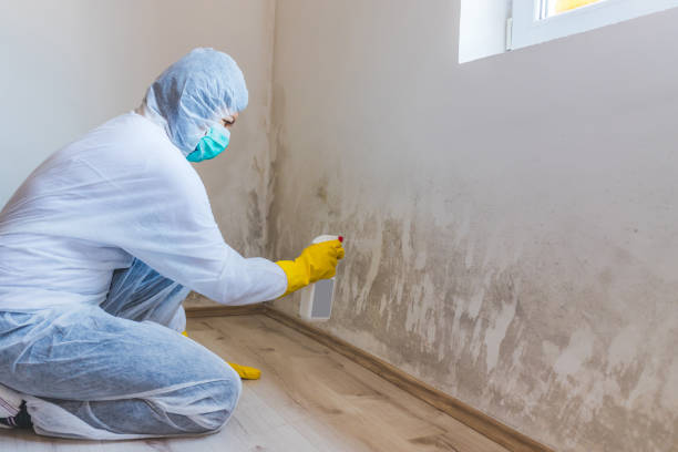 Licensed Mold Remediation service in Odessa, FL - WQB Mold Removal